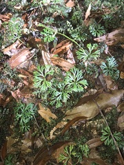 Elaphoglossum peltatum