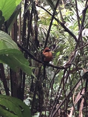 Baryphthengus martii