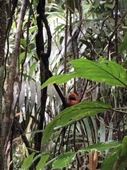 Baryphthengus martii