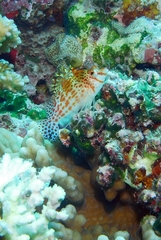 Cirrhitichthys falco