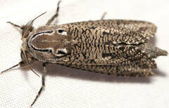 Endoxyla amphiplecta