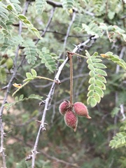 Mimosa tricephala