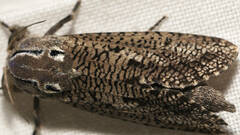 Endoxyla amphiplecta