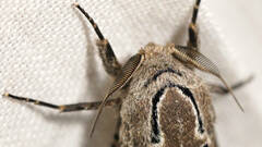 Endoxyla amphiplecta