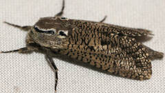 Endoxyla amphiplecta