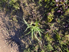 Toxicoscordion fremontii
