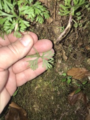 Elaphoglossum peltatum