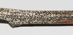 Lophodermium paeoniae