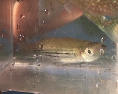 Fundulus lineolatus