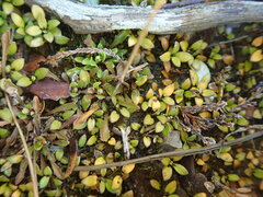 Coprosma perpusilla perpusilla