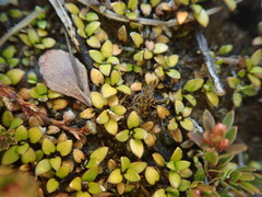 Coprosma perpusilla perpusilla