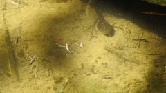 Aquarius chilensis