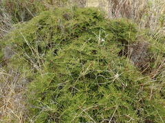 Gleichenia alpina