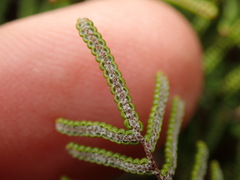Gleichenia alpina