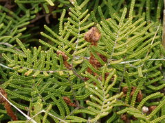 Gleichenia alpina
