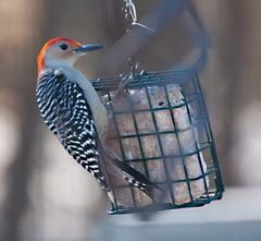 Melanerpes carolinus