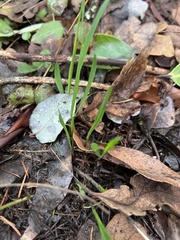 Melica subulata