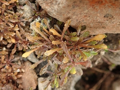 Wahlenbergia pygmaea