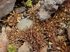 Wahlenbergia pygmaea