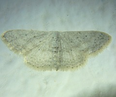 Idaea minuscularia