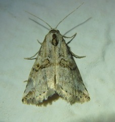 Zebeeba falsalis