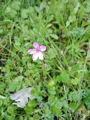 Erodium malacoides
