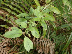 Coprosma tenuifolia