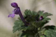 Lamium amplexicaule