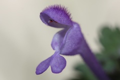 Lamium amplexicaule