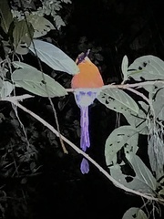 Baryphthengus martii