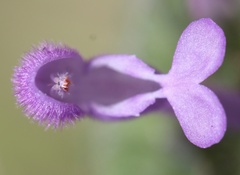 Lamium amplexicaule