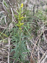 Solidago leavenworthii