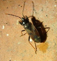 Eremocoris fenestratus
