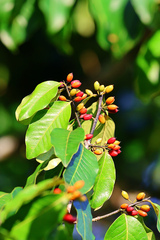 Erythroxylum pulchrum