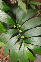 Elatostema reticulatum