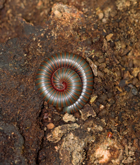 Narceus americanus