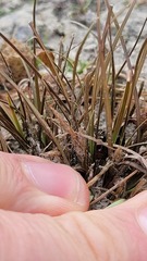 Carex cirrhosa