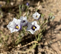 Nierembergia pulchella