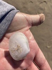 Periploma planiusculum