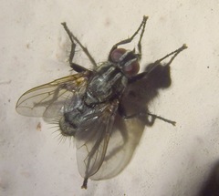 Phyto melanocephala