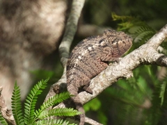 Furcifer oustaleti