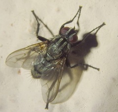 Phyto melanocephala