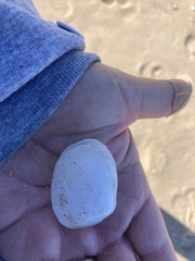 Periploma planiusculum