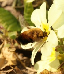 Bombylius discolor