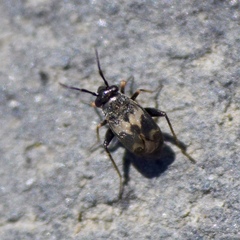 Spanagonicus albofasciatus