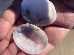 Periploma planiusculum
