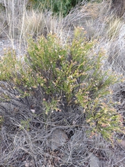 Menodora decemfida