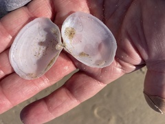 Periploma planiusculum