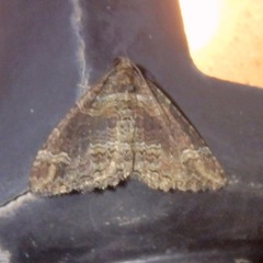 Catarhoe basochesiata