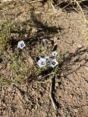 Nierembergia pulchella